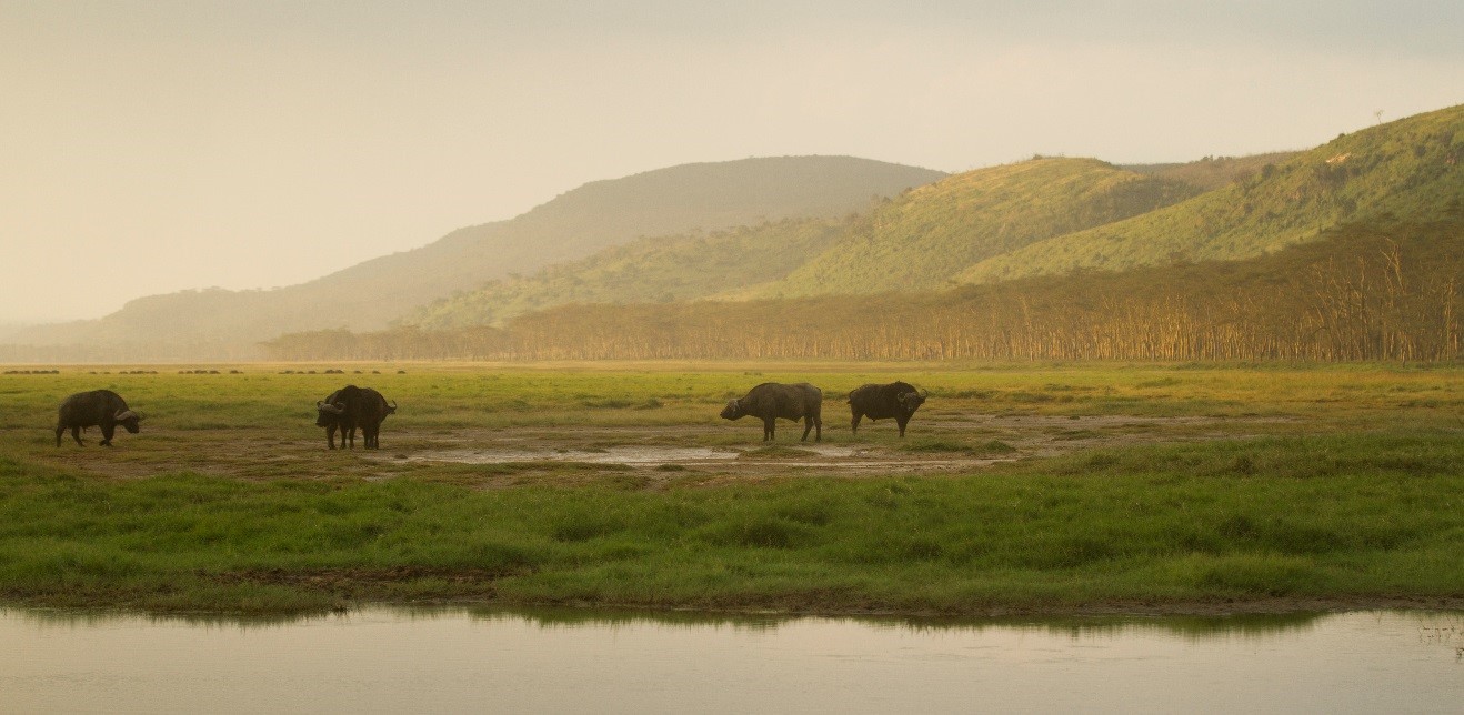 several cape buffalo graze along the edge of a lake in east africa