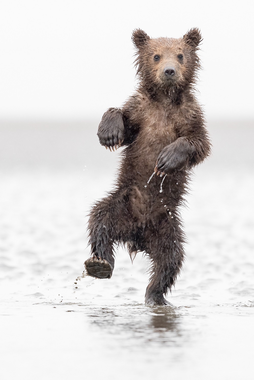 Spring Cub Antics
