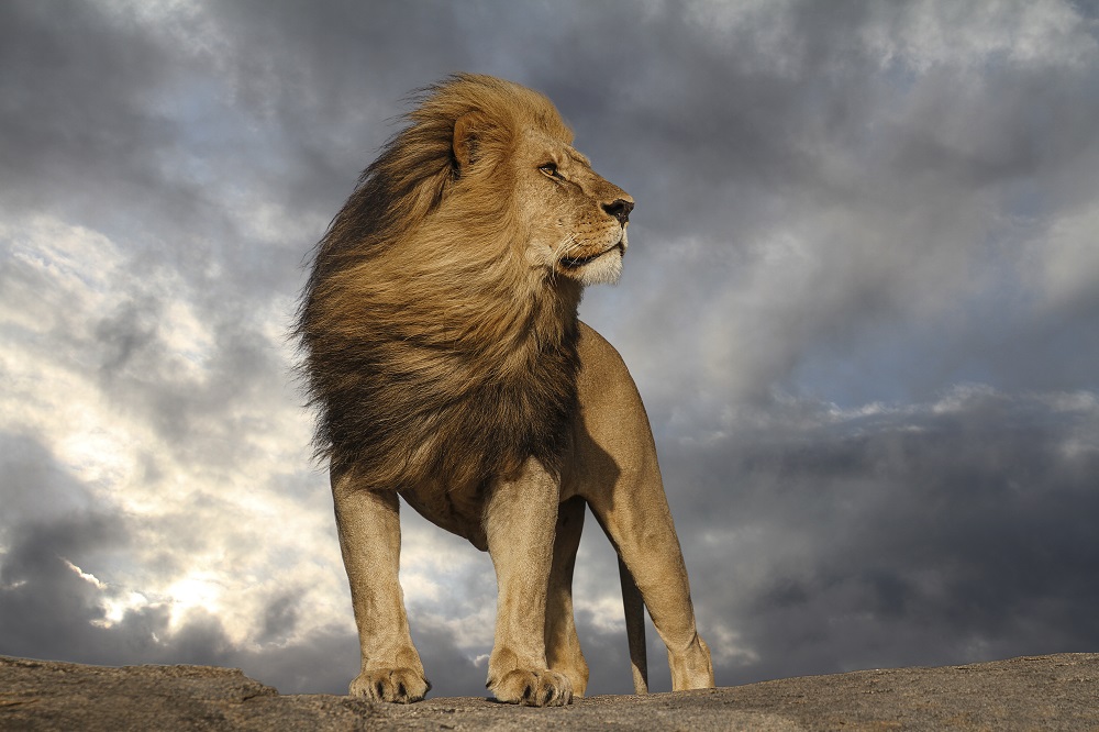 Lion King