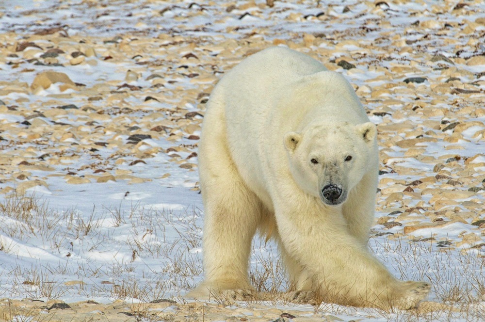 Powerful Polar Bear