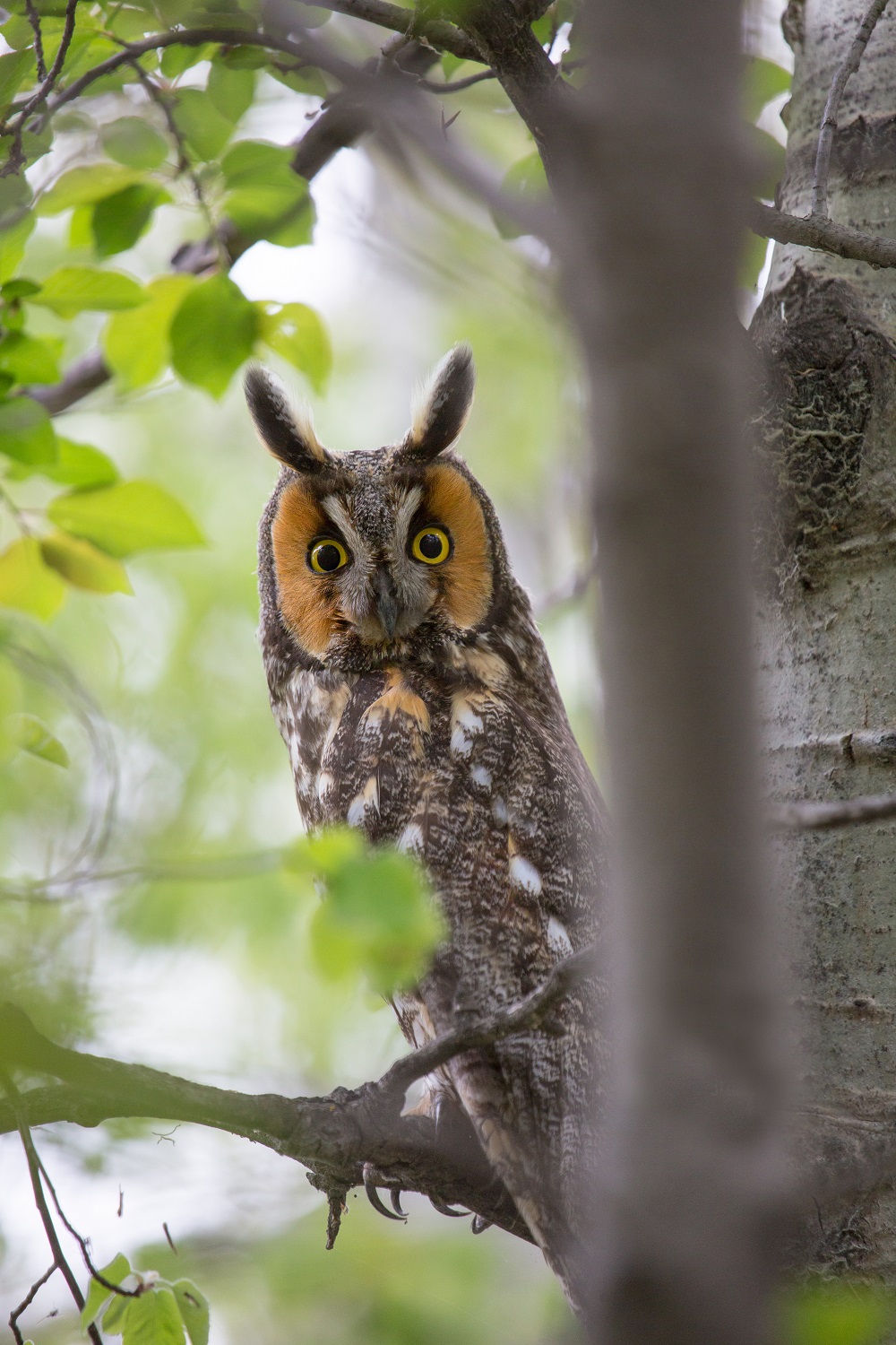 Peek-a-Boo