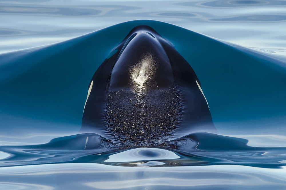 Orca Rising