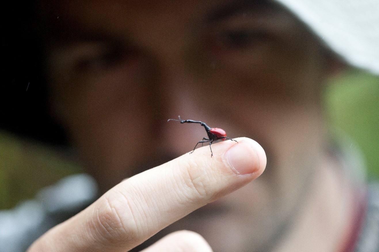 the author, Court Whelan, taking a closer look at a male giraffe-necked weevil in Madagascar