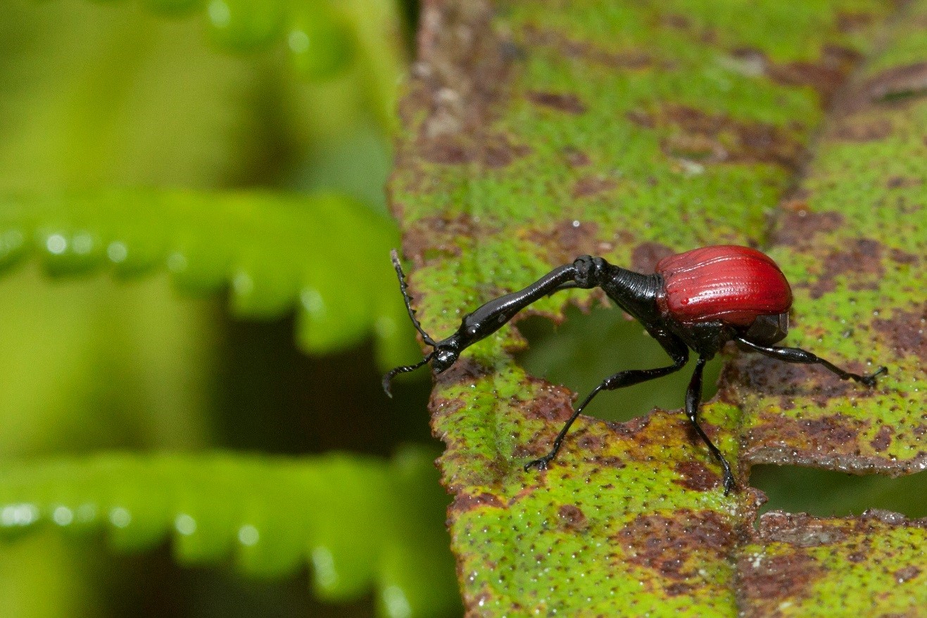 a macro photograph of a male madagascar giraffe-necked weevil in Ranomafana