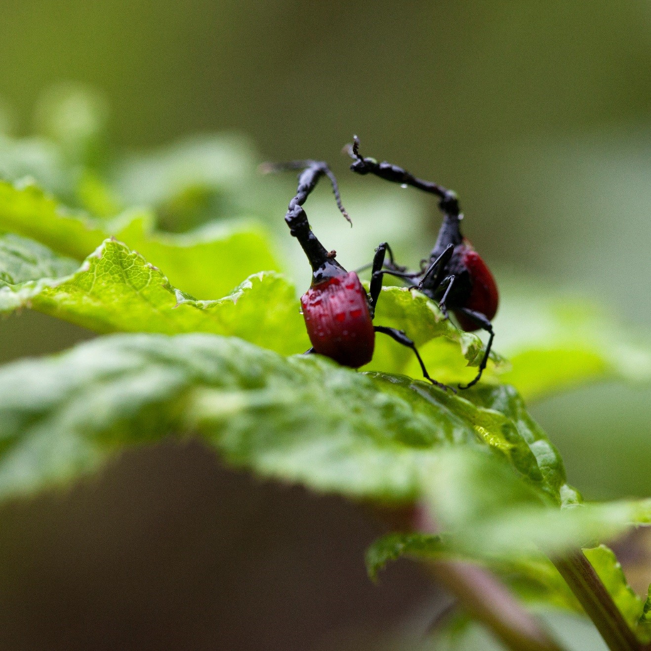 two male giraffe-necked weevils confronting one another in Ranomafana, Madagascar