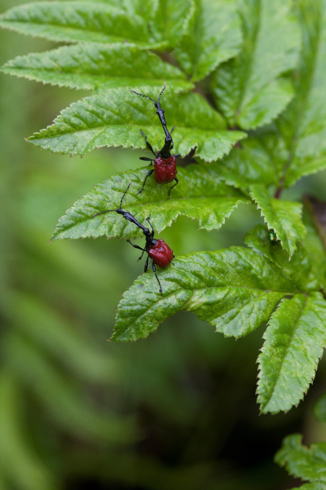 two weevils in Madagascar posturing on a small shrub