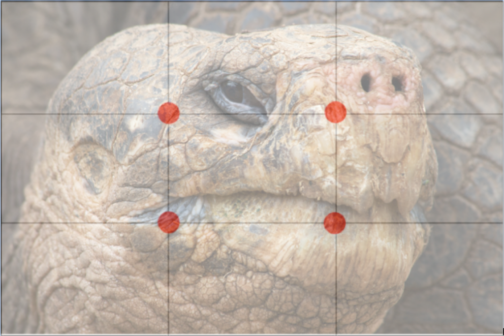 a rule of thirds grid on top of a photo of a giant galapagos tortoises face