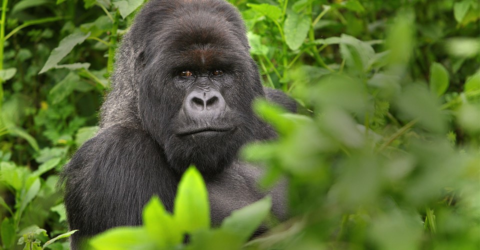 a large male silverback gorilla sits in the bushes of virunga national park