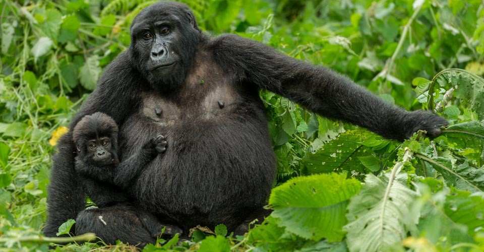 a mother mountain gorilla with young baby in her arms