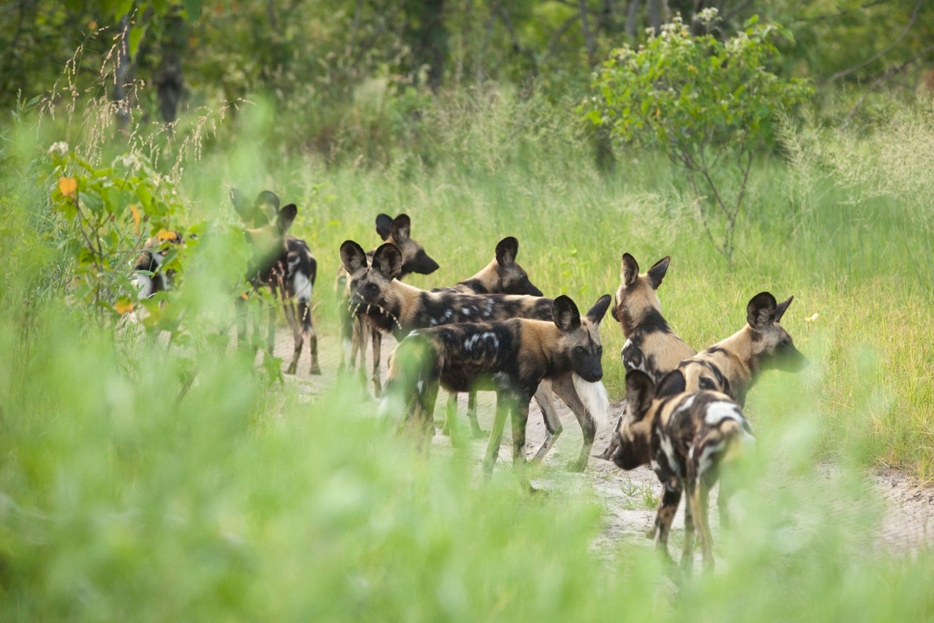 a pack of wild dogs looking in all directions as they pause and regroup on a hunt in Botswana