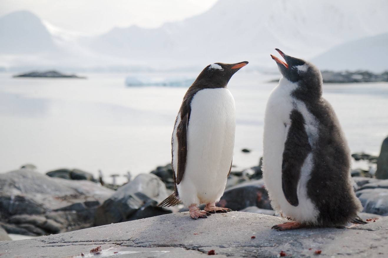 two gentoo penguins perched on a rock in front of a bay in antarctica