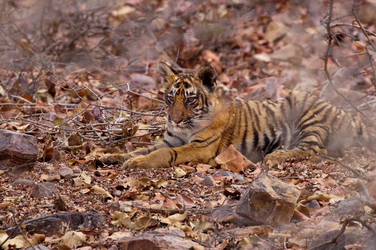 a young tiger cub shrouded by brush in ranthambore national park, India