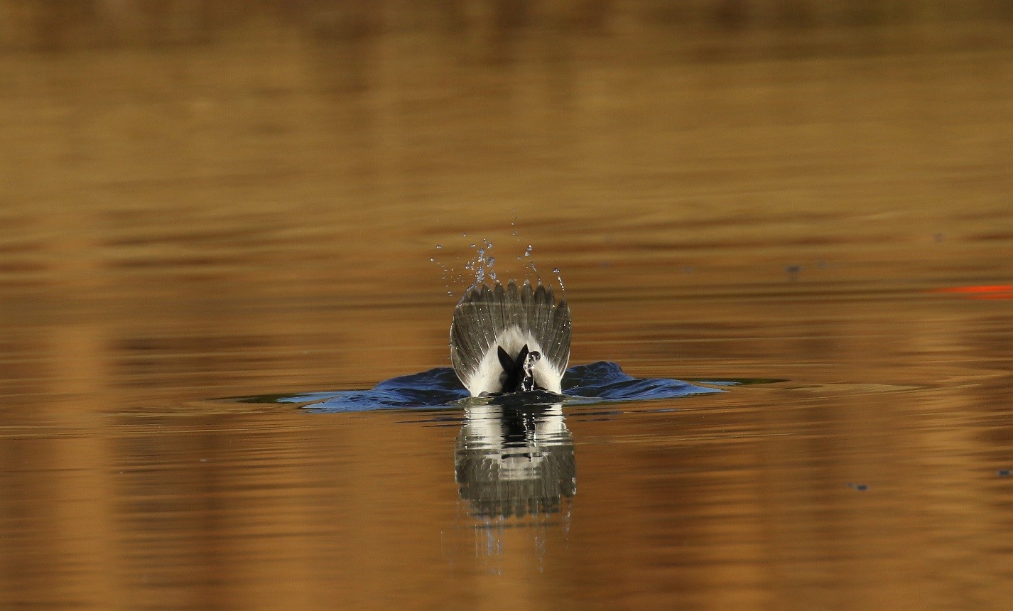 the last moment of a duck diving into the water, with just tale up, frozen in time
