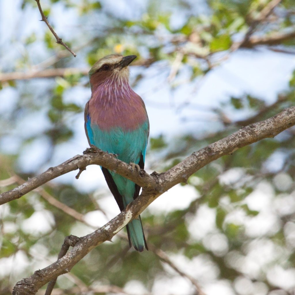 a lilac-breasted roller perched in a tree with backlighting