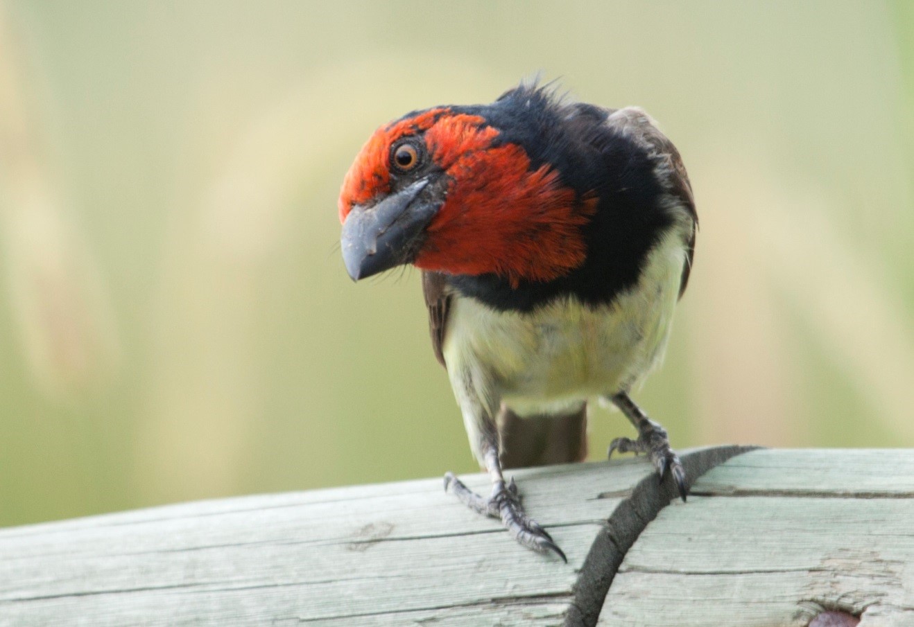 a bird with an interesting expression on its face stares at the camera