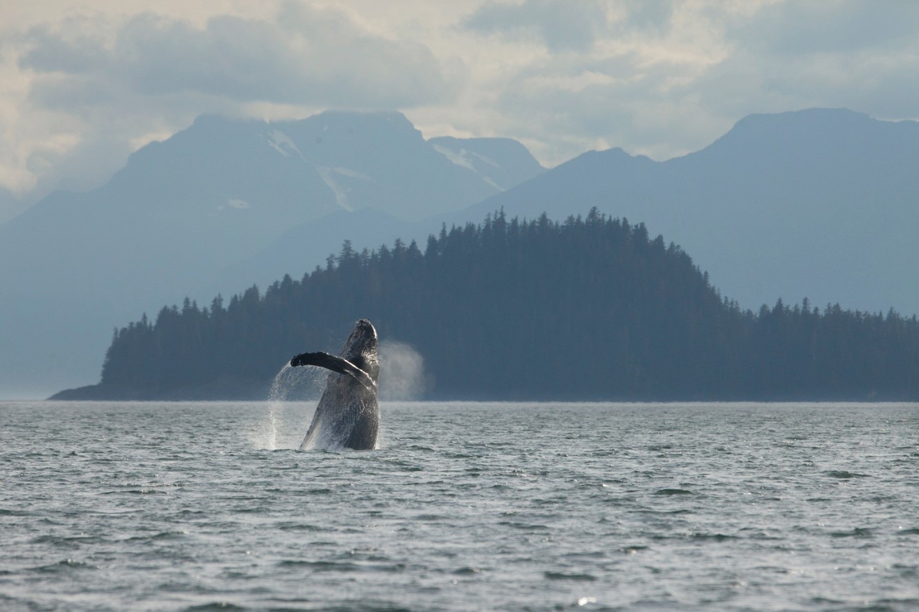 a jumping humpback whale leaps with classic southeast alaska scenery in the background