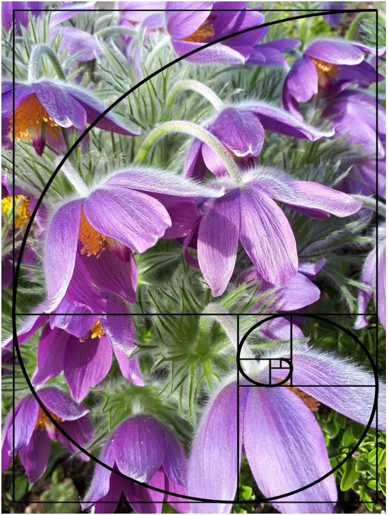 fibonacci spiral over top of a flower photo showing composition elements