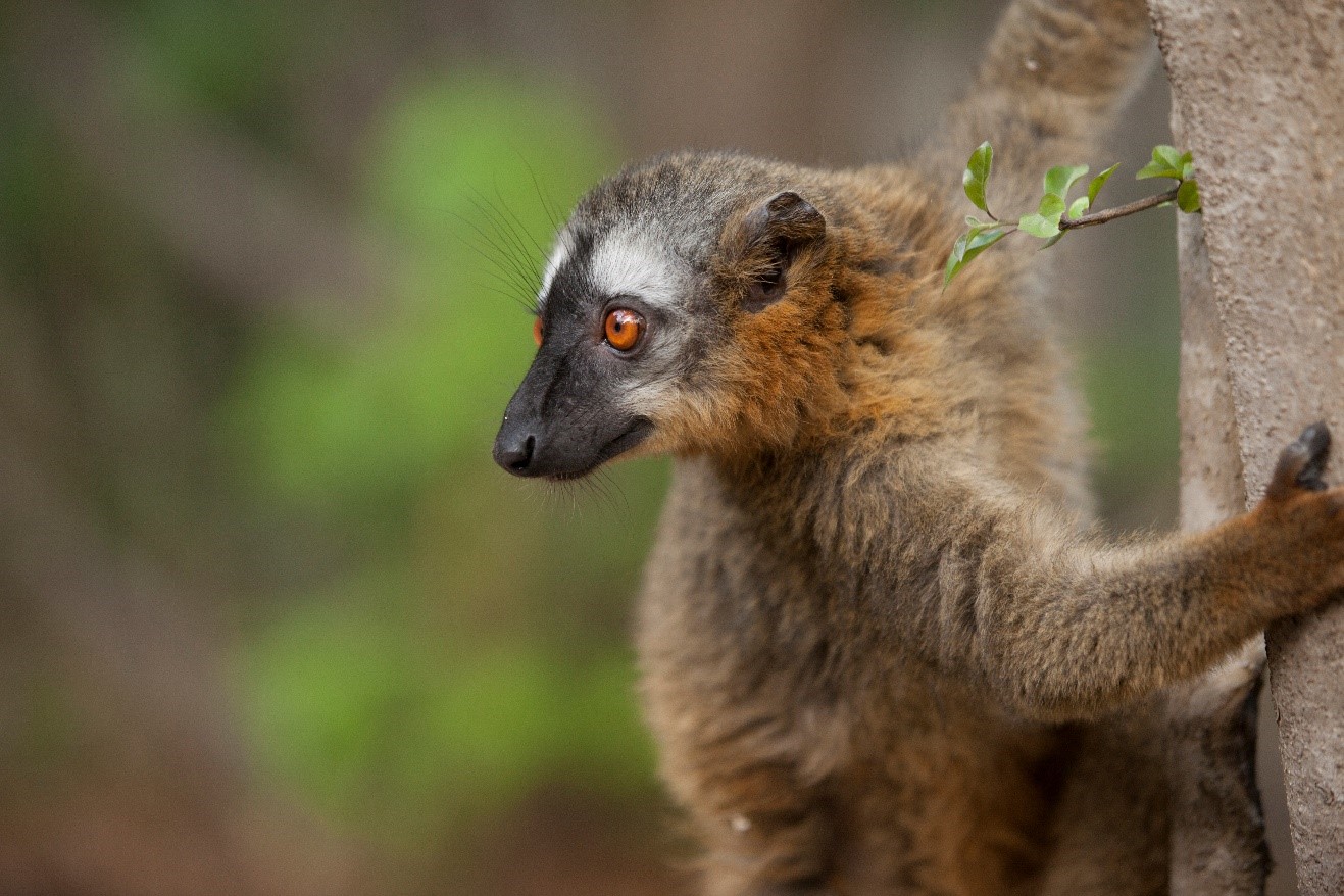 a common brown lemur hesitates before leaping in Isalo national park, madagascar