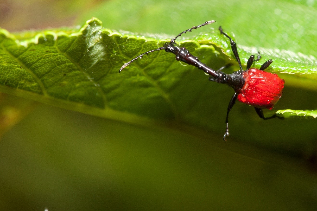 a small giraffe-necked weevil walks along a leaf in ranomafana national park