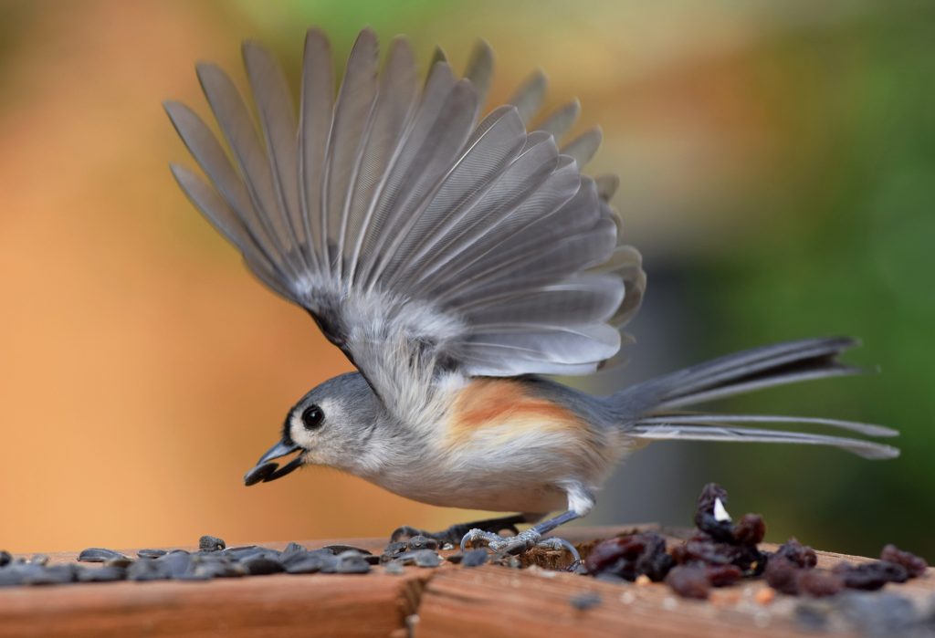 a bird is photographed with a unique pairing of flank color and background color