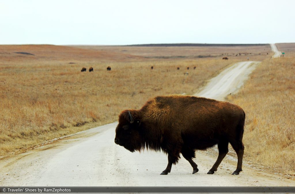 a bison is in the foreground with a beautiful leading line going into the distance