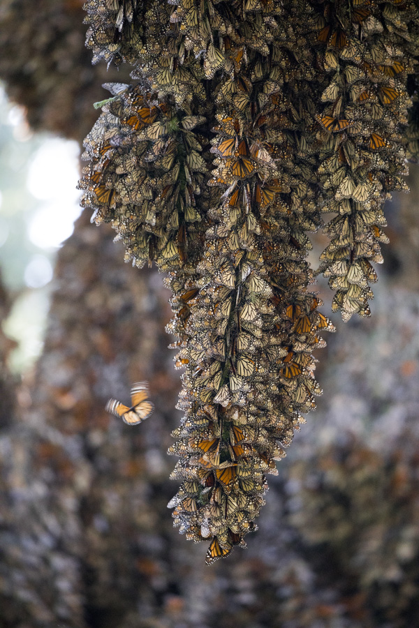 a tree branch drips with monarchs as it sways gently in the wind