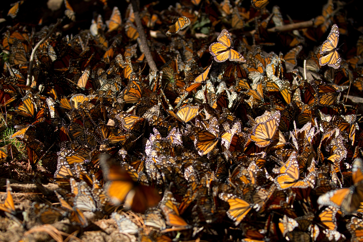 monarch butterflies, photography, butterfly, insect, photo tour