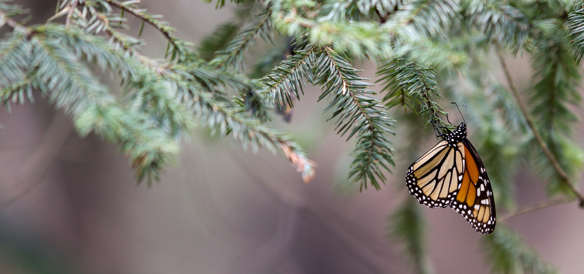 monarch butterfly, monarch migration, butterfly, photo tour, photography