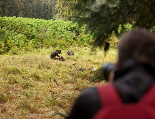 bears, anan creek, alaska