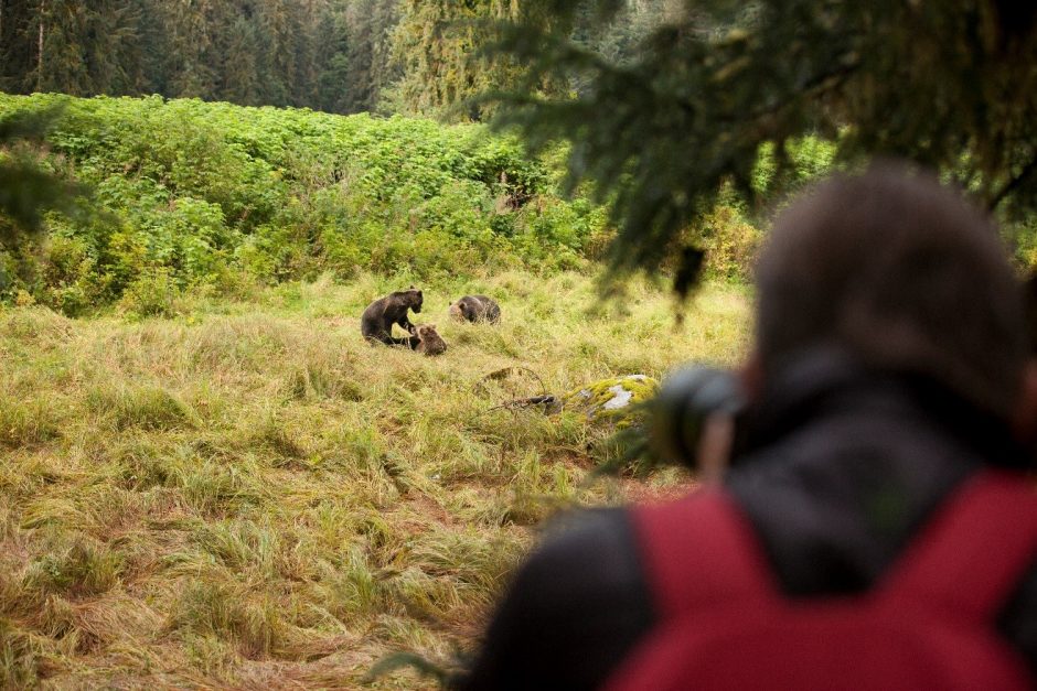 bears, anan creek, alaska