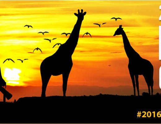 2016 Wildlife Photo Contest