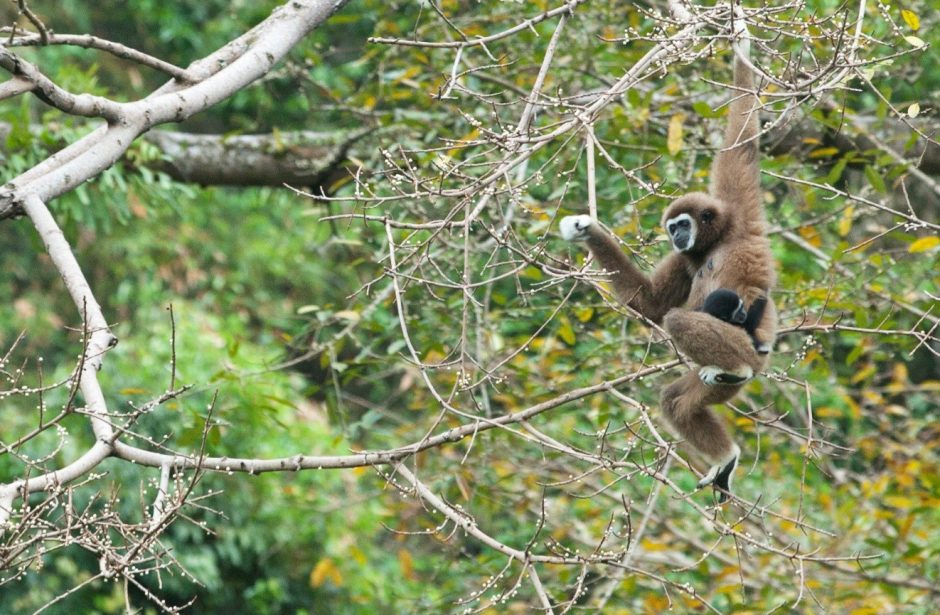 gibbon, asia, primate, wildlife, thailand