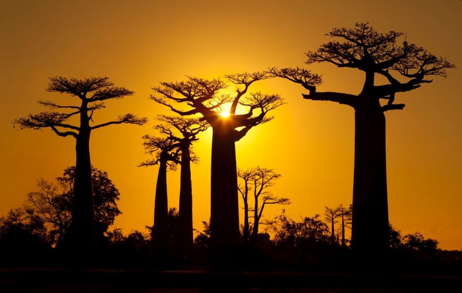 a golden sun sets behind towering baobab trees in madagascar