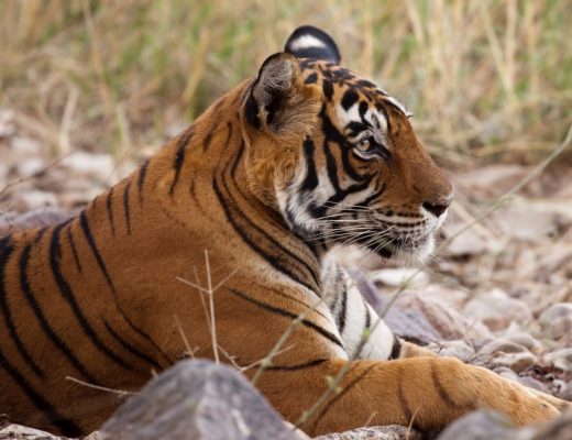 side profile of tiger sitting up in the grass