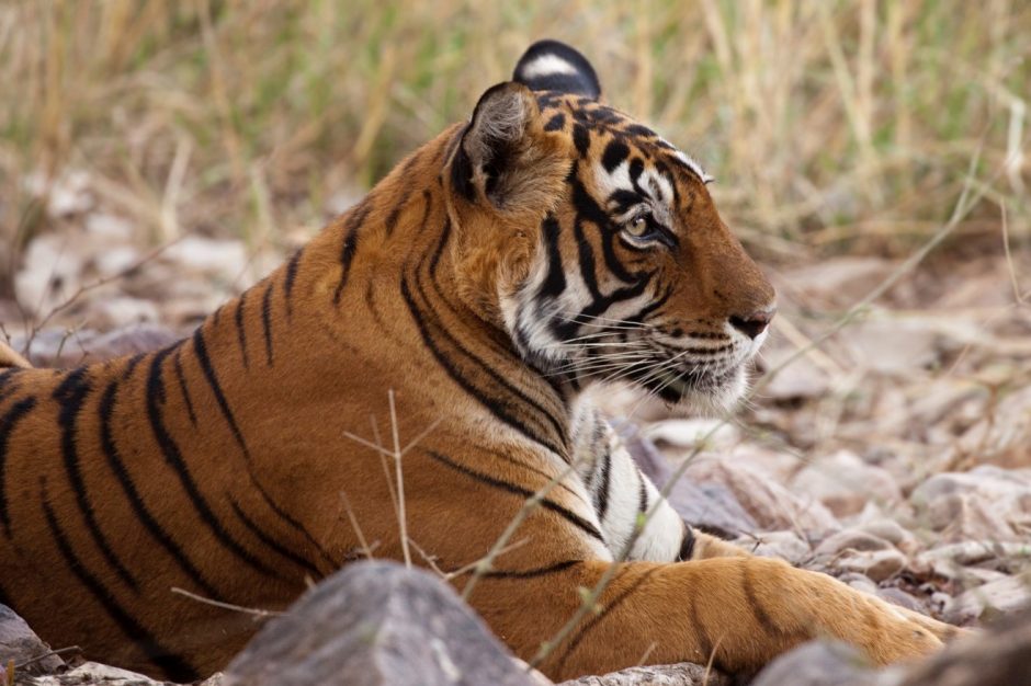side profile of tiger sitting up in the grass