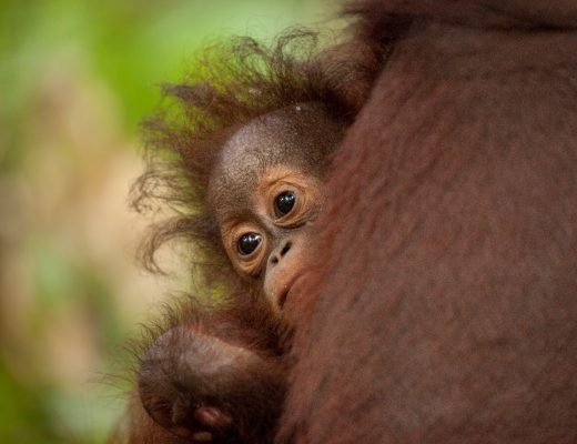 a young orangutan clings to its mother with big brown eyes