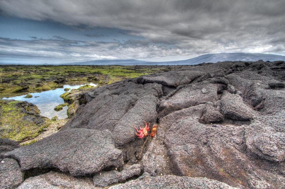 a red sally lightfoot crab sitting on lava rock in the galapagos islands