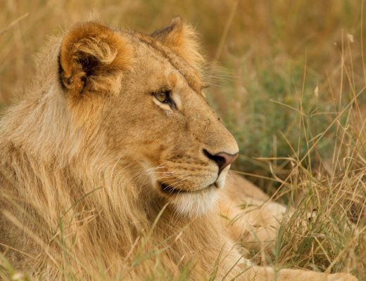 a young male lion profile sitting in the grass