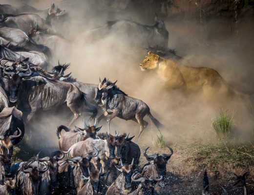 Beauty and the Wildebeest