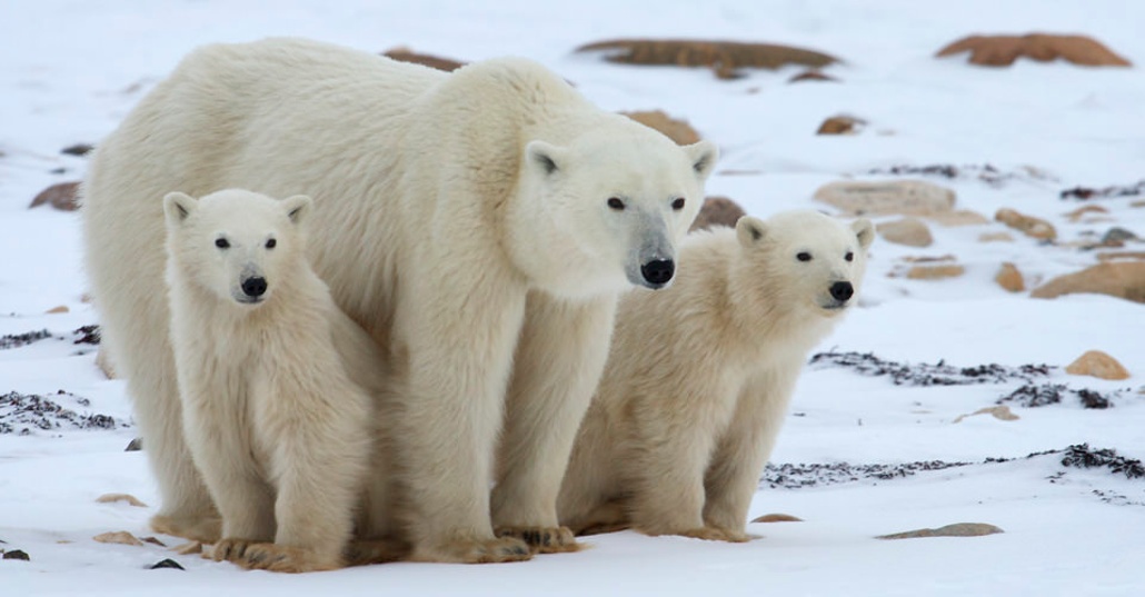 a mother and two young polar bears rest for a moment in the snow of churchill