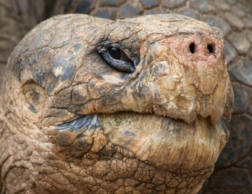 a close up photo of a giant tortoise in the galapagos islands with incredible texture