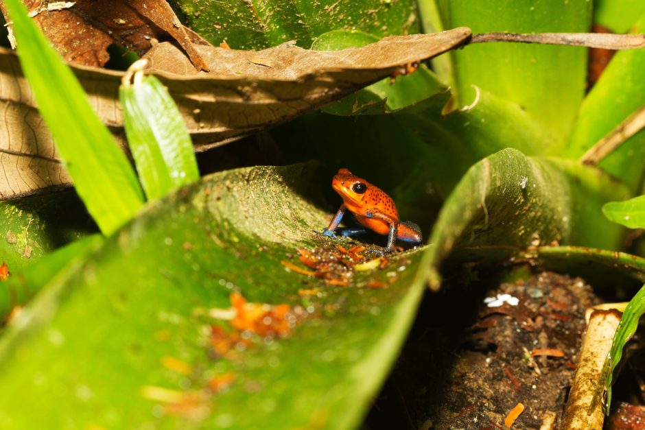 a small poison arrow frog sitting on a bromeliad in costa rica