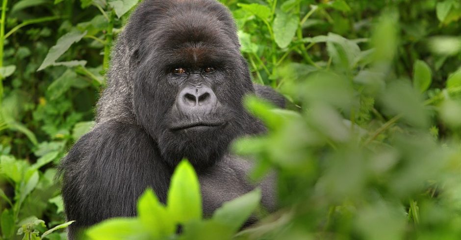 a large male silverback gorilla sits in the bushes of virunga national park