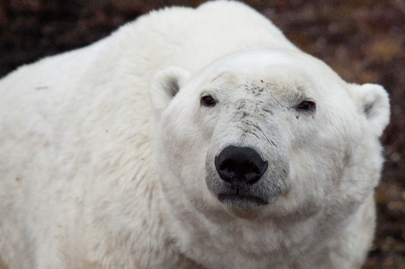 a polar bear is photographed to fill the frame