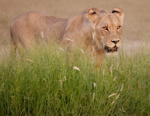 an adult lioness beautifully posed above green grass in the kalahari desert of Botswana