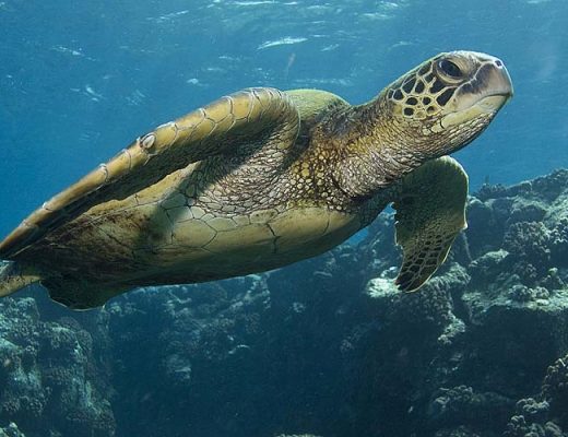 a sea turtle swims in front of the camera in galapagos islands