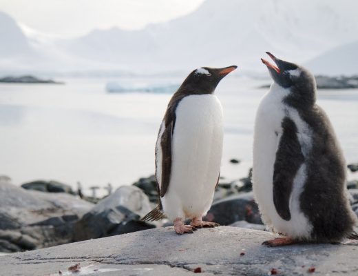 two gentoo penguins perched on a rock in front of a bay in antarctica
