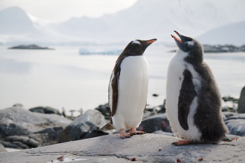 two gentoo penguins perched on a rock in front of a bay in antarctica
