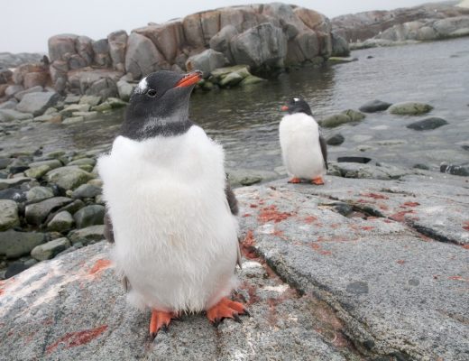 a gentoo penguin comes close to see what the camera looks like