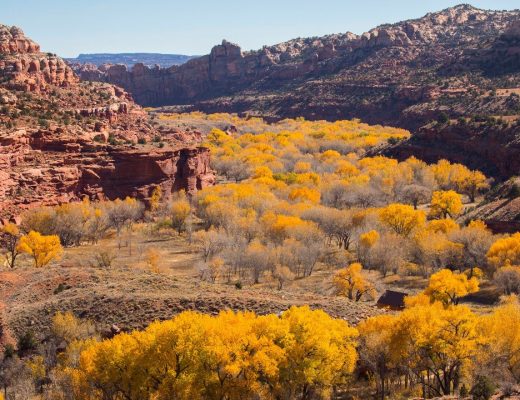 a sweeping view of yellow cottonwood trees along the escalante river in Utah from Kiva Koffee